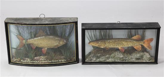 A cased taxidermic Roach by W. F. Homer & similar Pike